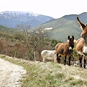 Anes devant la montagne d'Angèle