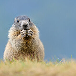 Sortie Nature  - A la rencontre des marmottes (balade avec un âne) avec Le Bureau Montagne