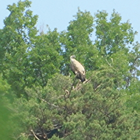 A la rencontre du Vautour fauve avec Christophe Pelet
