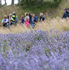 Balade guidée lavande avec la Distillerie des 4 Vallées