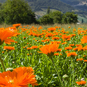 Calendula