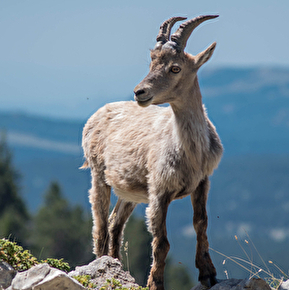 A la rencontre de la Faune du Vercors et du Diois avec Christophe Pelet