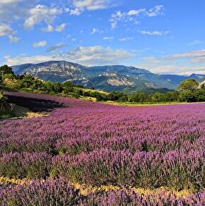 Bleudiois - Distillerie de Lavande