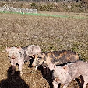 De Ferme en Ferme - Aux cochons d'Ausson