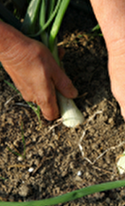 De Ferme en Ferme - Quintet condiments biologiques