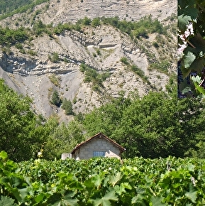 Vignoble et bouteille