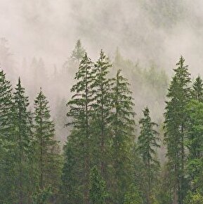Table ronde sur l'avenir de la forêt Lussoise